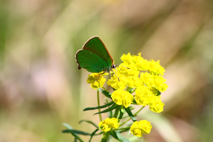 Invasione di Callophrys rubi